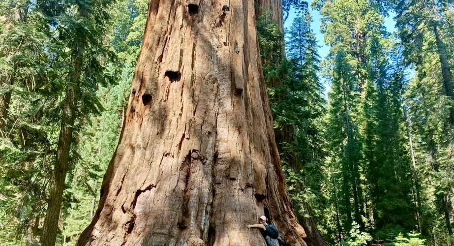 General Sherman Tree